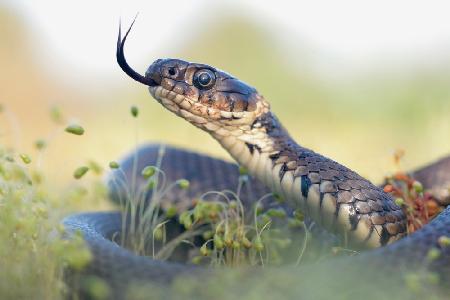 Grass Snake Portrait