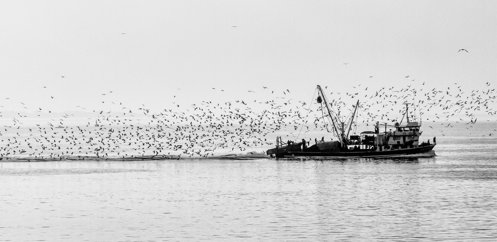 Seagulls from Ugur Erkmen