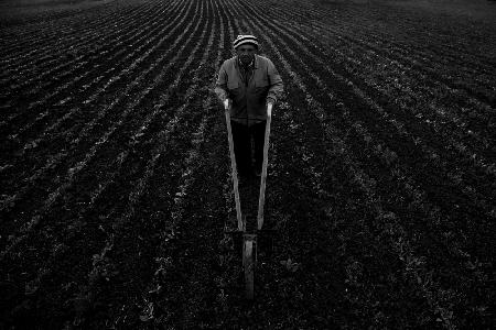 The farmer into the line