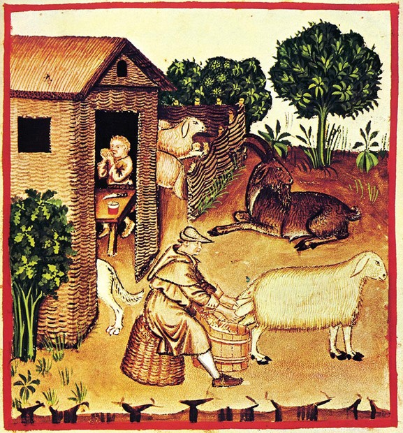 The production of cheese. A miniature from Tacuinum Sanitatis from Unbekannter Künstler