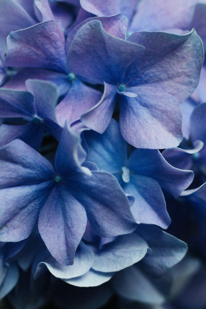Dancing Petals - Lilac Hydrangea from uplusmestudio
