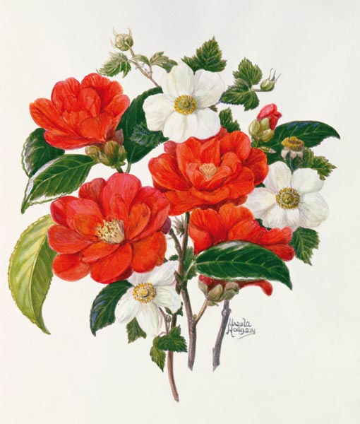 Camellia Adolf Audusson from Ursula  Hodgson