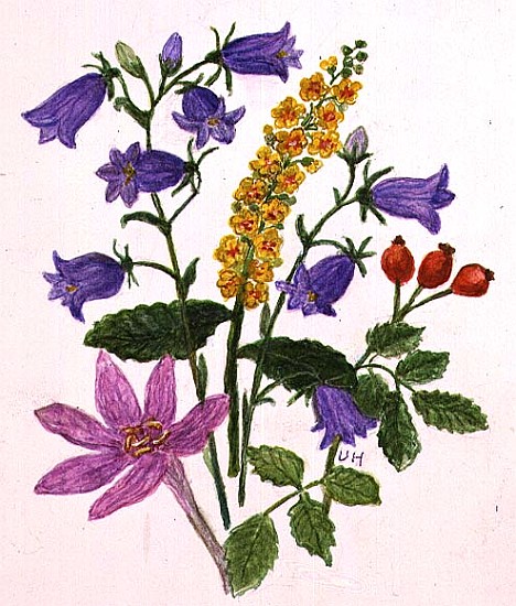 Harebells and other wild flowers (w/c on paper)  from Ursula  Hodgson
