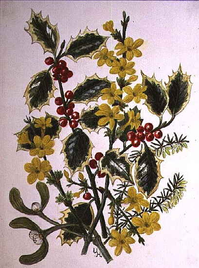 Holly, Winter Jasmine, Heath and Mistletoe (w/c on paper)  from Ursula  Hodgson