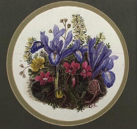 Iris Histriodes, Aconite and Cyclamen (w/c on paper)  from Ursula  Hodgson