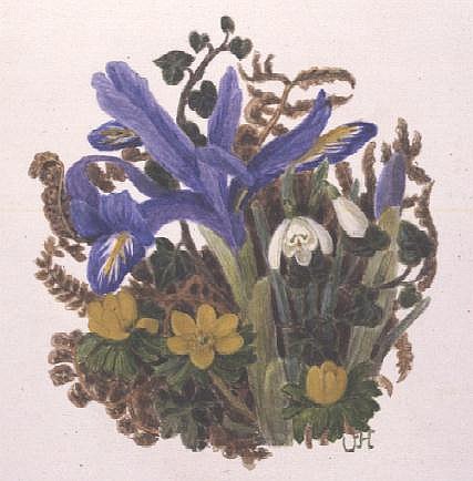 Iris Histriodes, Aconite and Snowdrop (w/c on paper)  from Ursula  Hodgson