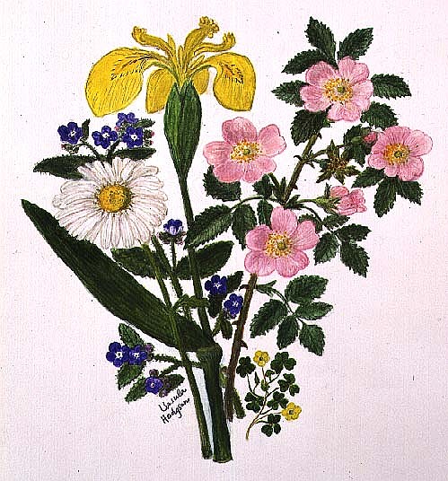 Iris, Speedwell, Daisy and Dog rose (w/c on paper)  from Ursula  Hodgson