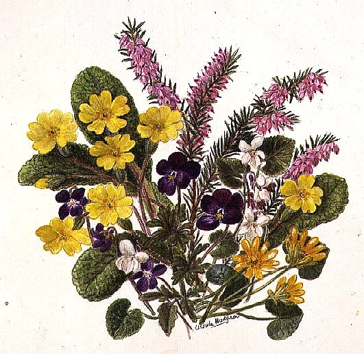 Primroses and Pansies (w/c on paper)  from Ursula  Hodgson