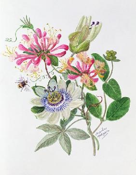 Honeysuckle and Passion flower (w/c on paper) 