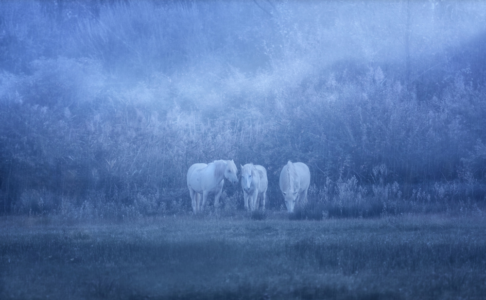 white horses from Uschi Hermann