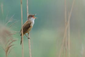 the singer of the reed