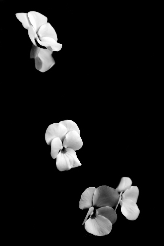Blüten from Carmen Varo