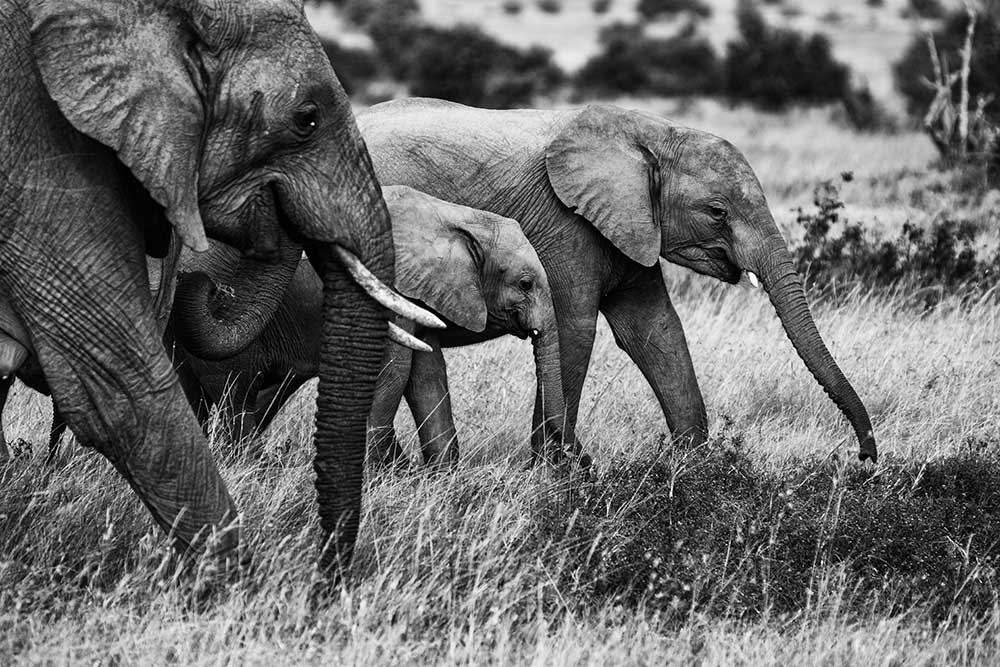 Elephant family from Vedran Vidak