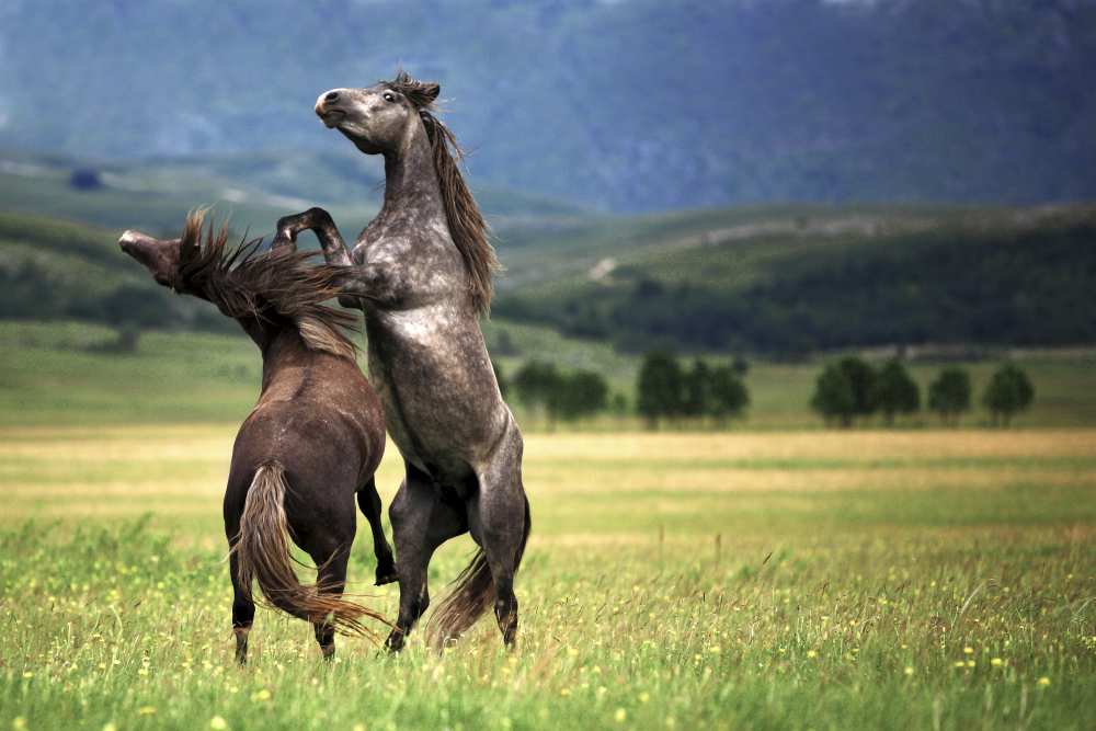 Танец лошадки. Кавказ лошади. Дикие кони. Дикие лошади в природе. Лошадь танцует.