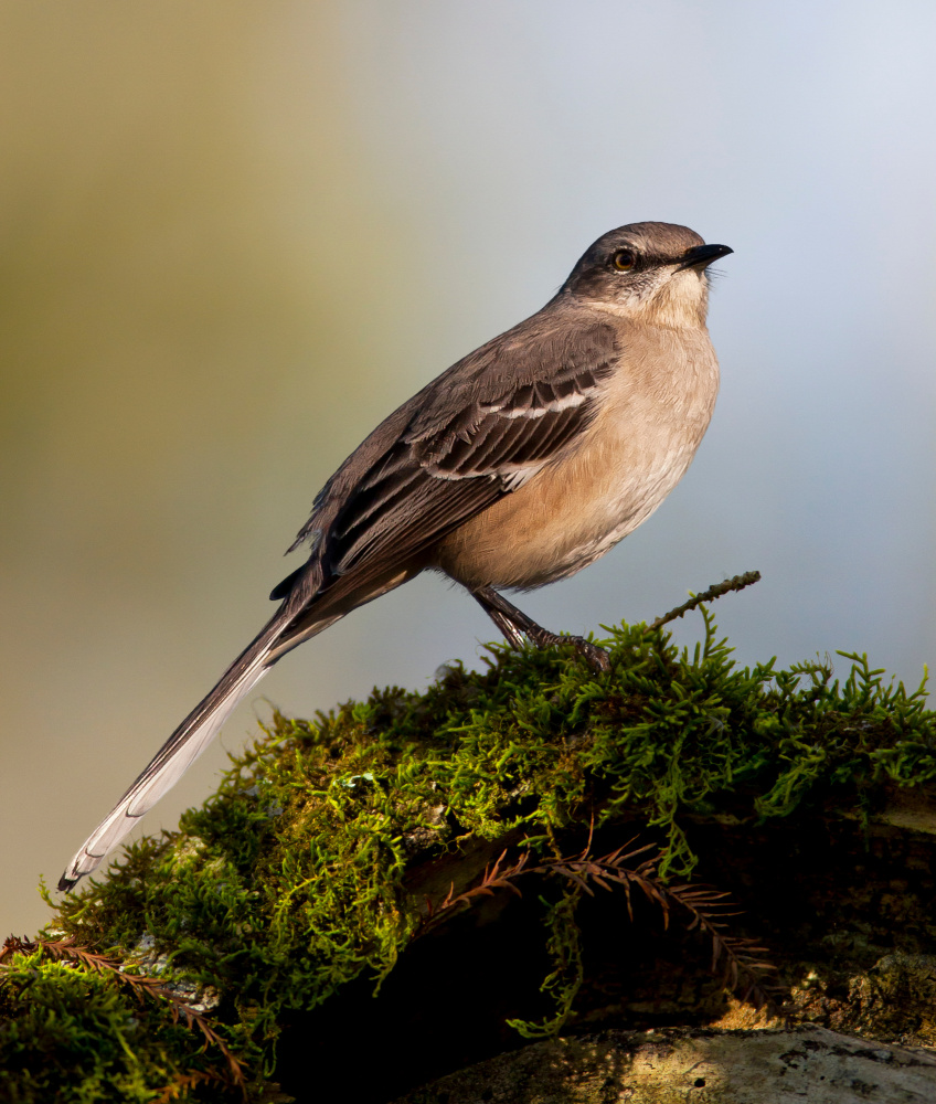 Northern mockingbird from Verdon