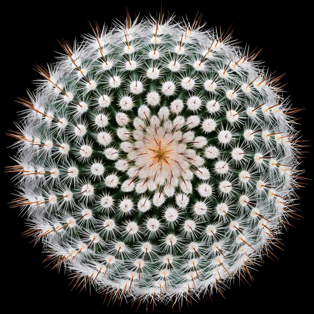 Notocactus scopa from Victor Mozqueda