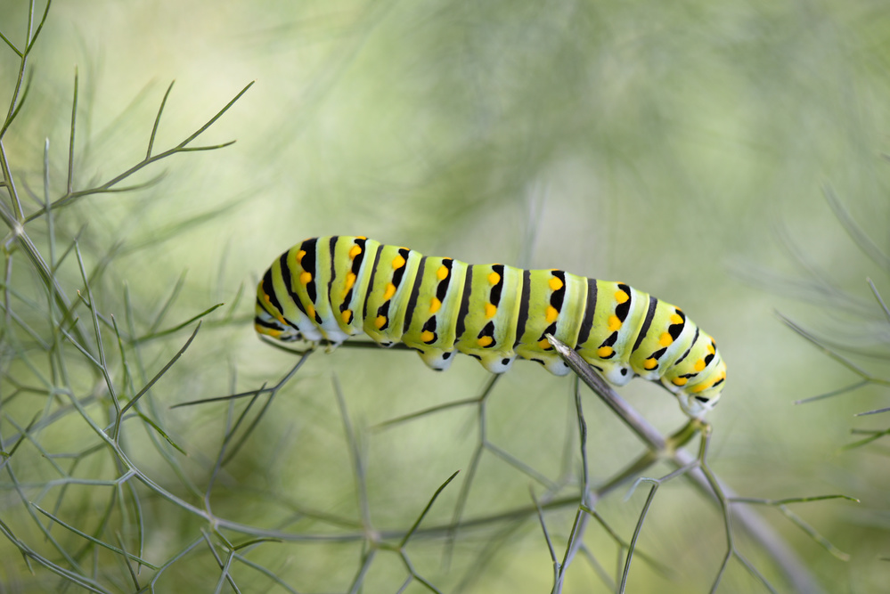 Papilio polyxenes caterpillar from Victor Mozqueda