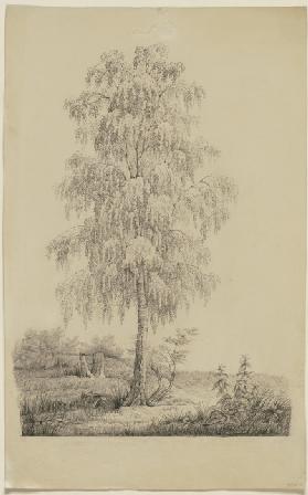 Study of a tree