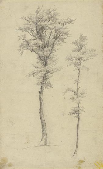 Two trees