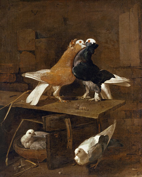 Pigeons from Victors Jacomo