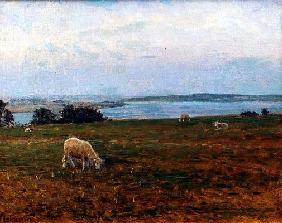Sheep Grazing, Osterby, Skagen (oil on canvas)