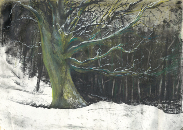 Tree in winter snow at Osmotherley woods from Vincent Alexander Booth