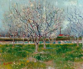 Blossoming orchard