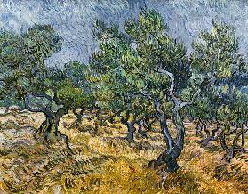 The Olive Grove