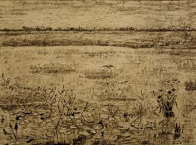 V.van Gogh, Marsh w.Water Lillies/ 1881