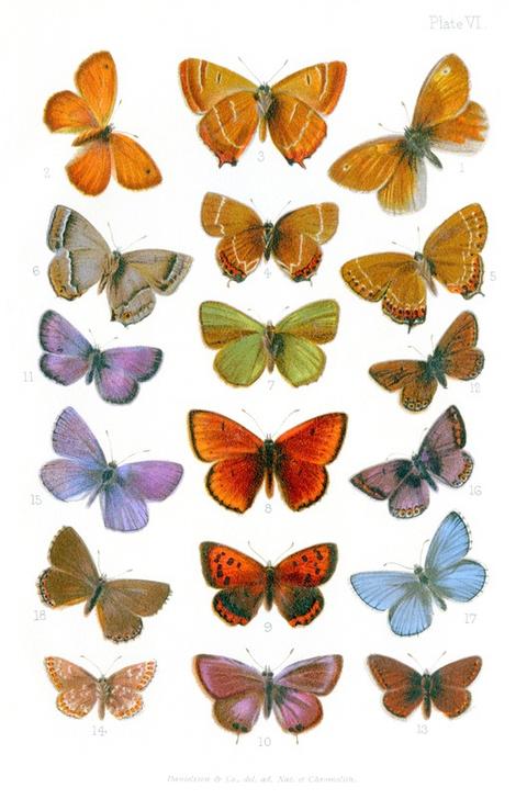 British butterflies from Vittorio Zecchin