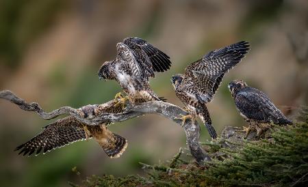 Come on!  You can make it! - 4 Juveniles of Peregrine Falcon