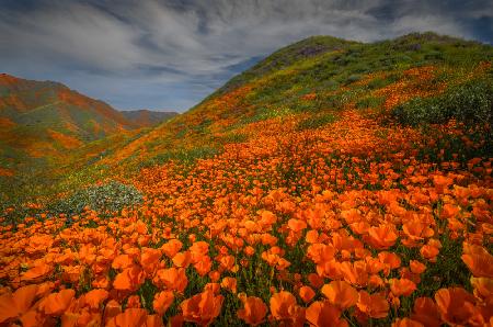 Poppy Bloom - Walker Cyn, CA