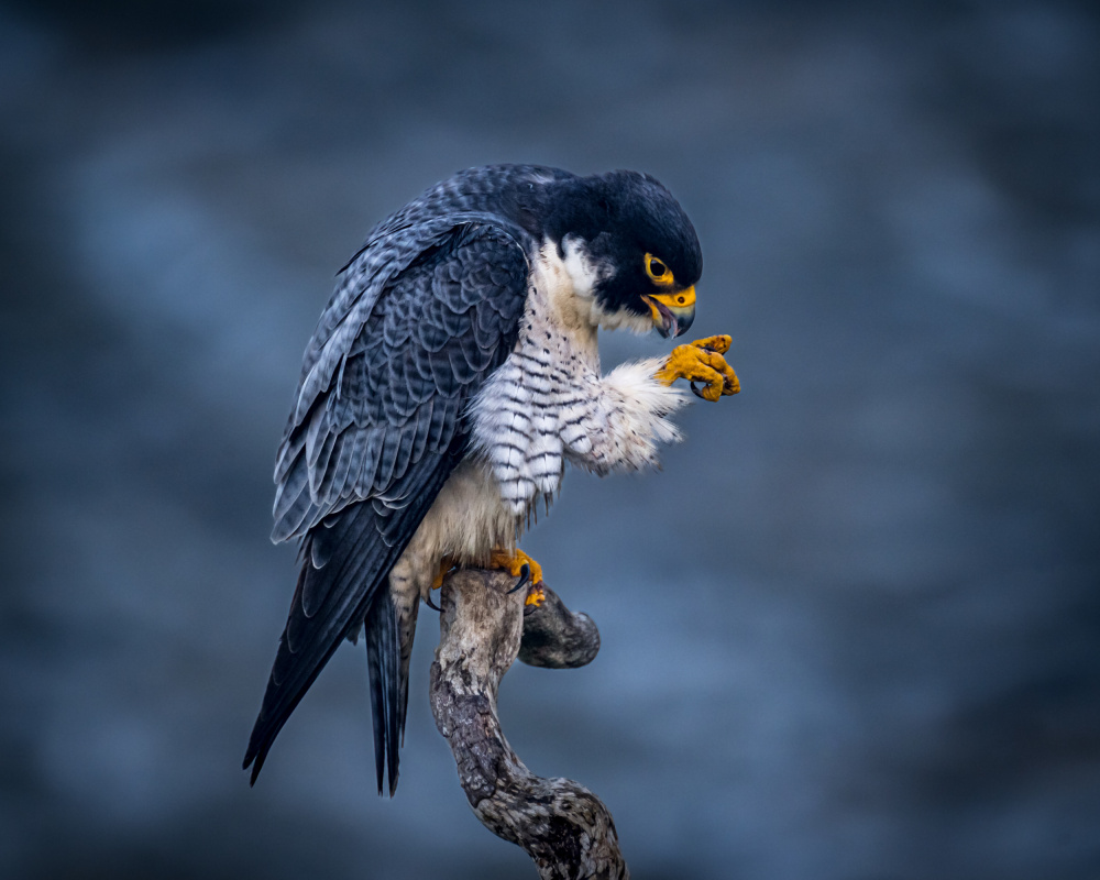 Oh, My hand!  You will not fail me - Male Peregrine Falcon from Wanghan Li