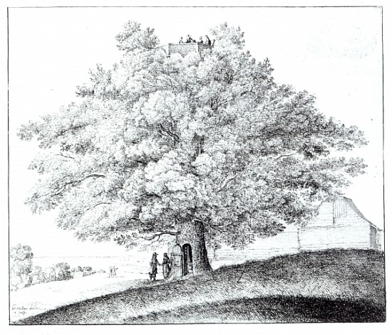 Hollow Tree at Hampstead from Wenceslaus Hollar