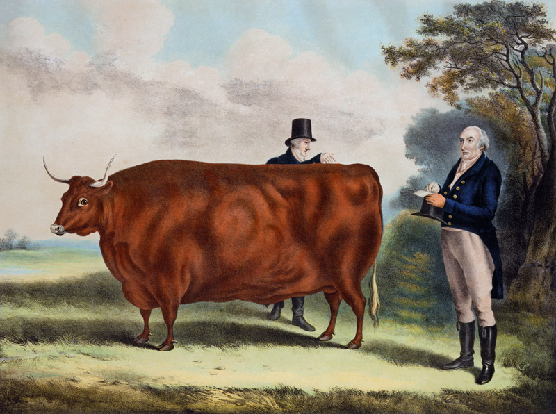 Portrait of Mr T.W. Coke Esq. and Clerk Hilliard Esq. with a North Devon Ox (colour engraving) from W.H. Davis