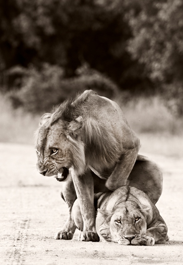 Lion Love from WildPhotoArt