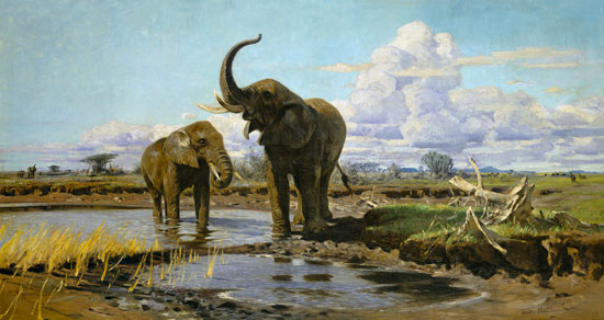Elephants in the water place from Wilhelm Kuhnert