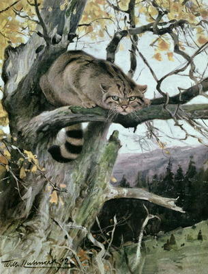 Wildcat in a Tree, 1902 (colour litho) from Wilhelm Kuhnert