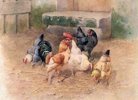 Chickens (w/c with bodycolour on paper)