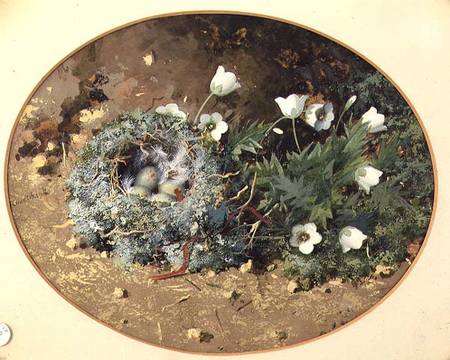 Bird's Nest with White Harebells from William Cruikshank