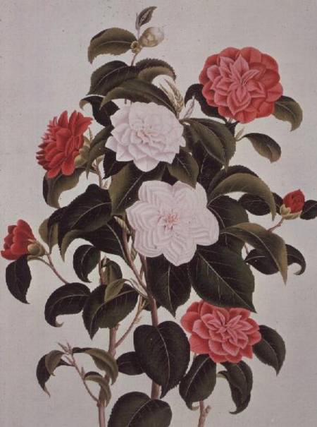 Camellia Japonica, from "A Monograph on the Genus of the Camellia" from William Curtis