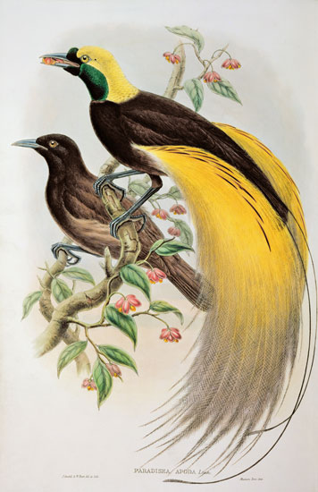 Bird of Paradise: Greater, Paradisaea Apoda from William Gould