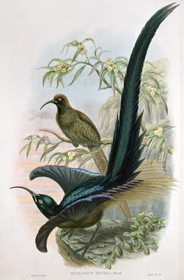 Epimachus Meyeri (colour litho) from William Hart