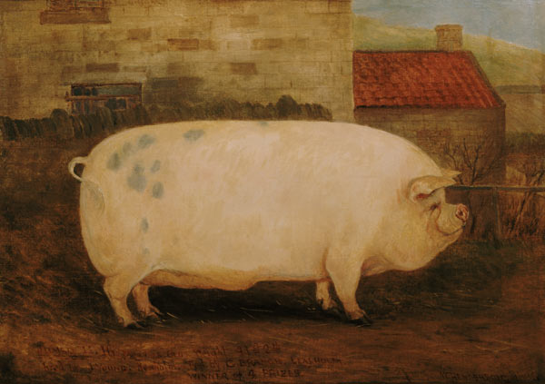 `Jumbo', 16 months old, 41 stone, bred by J. Young, Newholm, Yorkshire from William Henderson