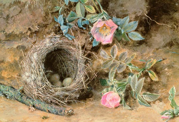 Wild Roses and Birds' Nests from William Henry Hunt