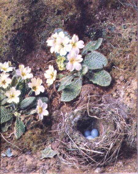 Primroses and Bird's Nest with Three Blue Eggs from William Henry Hunt