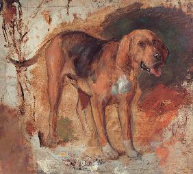 Study of a bloodhound (Studie eines Bluthundes od. Schweißhundes)