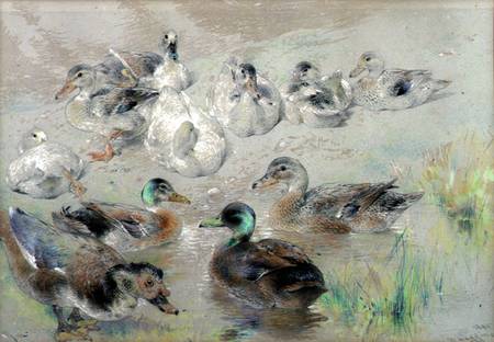Study of Ducks from William Huggins