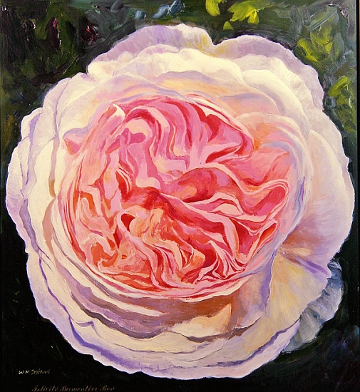 Victorian Rose from William  Ireland