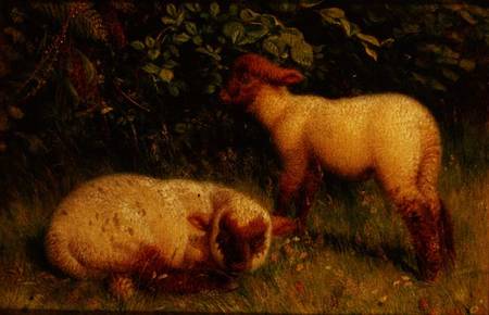 Lambs from William J. Webb or Webbe